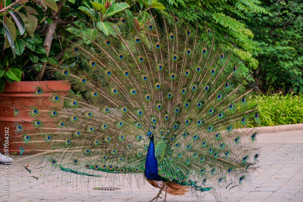 Obraz premium Peacock Displaying Feathers in Lush Garden