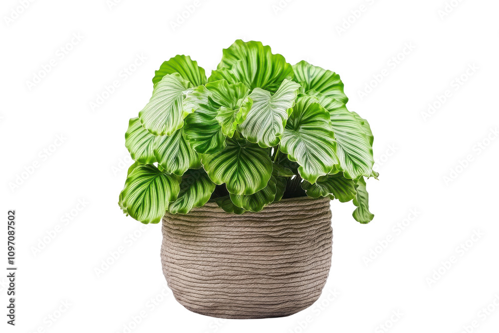 Naklejka premium Lush Green Potted Plant with Textured Pot and Wavy Leaves in Fresh Indoor Setting