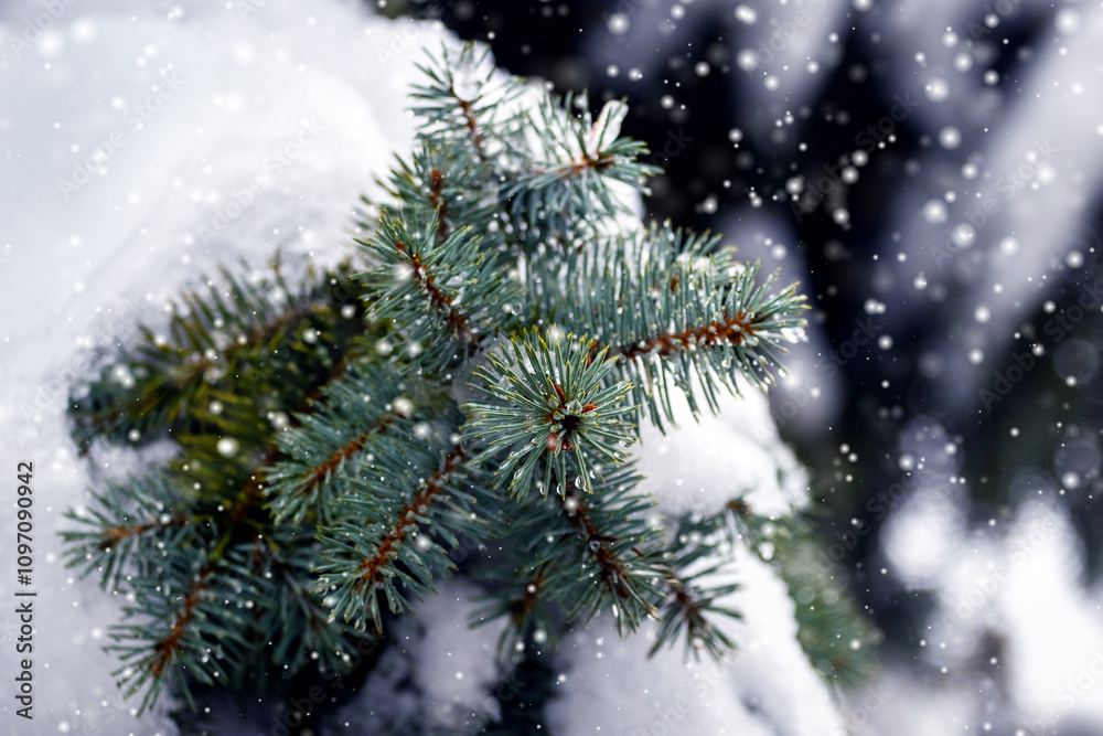 Snow-covered spruce branch on a dark background during snowfall Snow-covered spruce branch on a dark background during snowfall