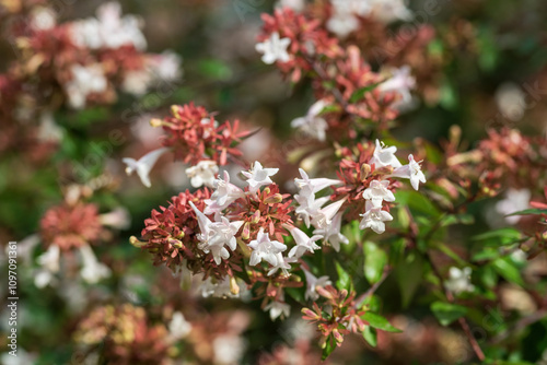 White flowers of Abelia grandifolia, shallow depth of field.