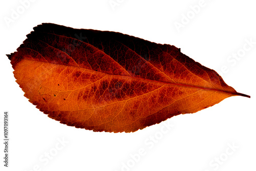 Fotografie A highly detailed leaf photo