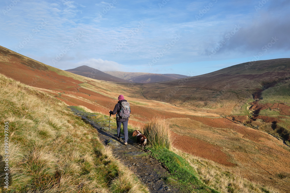 Hiker on the path by Gelnderatta Beck ascending to Skiddaw Forest with Great Calva in the distance, Keswick, Lake District, UK Hiker on the path by Gelnderatta Beck ascending to Skiddaw Forest with Great Calva in the distance, Keswick, Lake District, UK