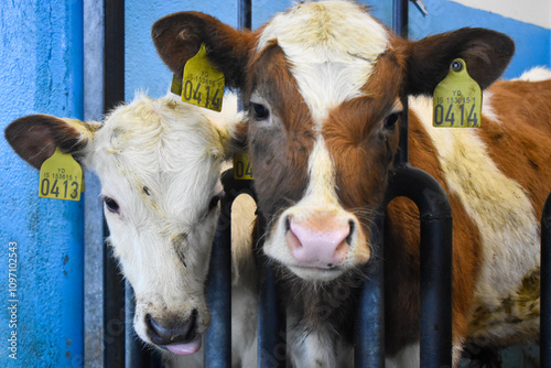 Calves in a farm photo