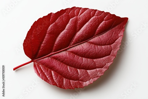 Vibrant Begonia Lubbersii Leaf and Bold Kettlebell Composition on Clean White Background photo