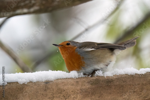 Close-up of European robin (Erithacus rubecula) sitting on the snow-cowered wood, looking up