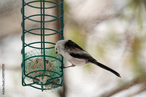 Long-tailed tit (Aegithalos caudatus) perching on a feeder, eating a fat ball with sunflower seeds photo