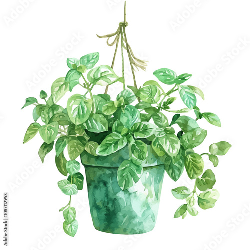 A watercolor painting of a Hanging Mint Plant, isolated on a white background. Mint vector.