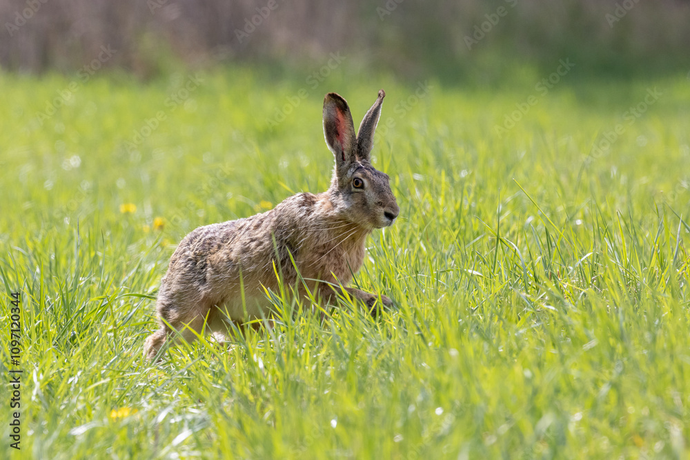 Fototapeta premium Feldhase läuft über eine Wiese