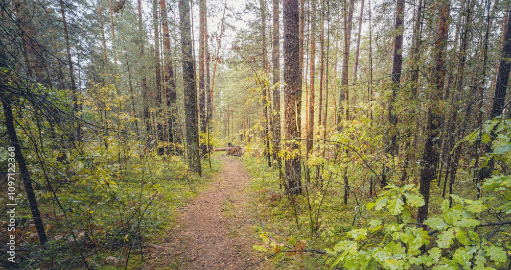 Path through a forest with trees and leaves Path through a forest with trees and leaves