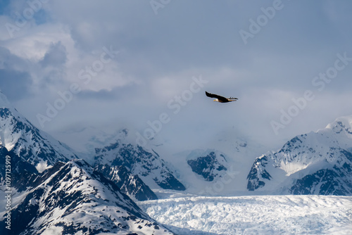 eagle flying in Alaska over college fjord ice glacier, 