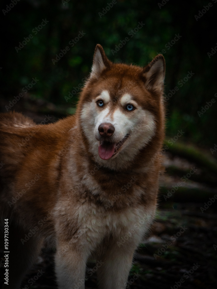 Red siberian husky portrait on dark green forest background Red siberian husky portrait on dark green forest background