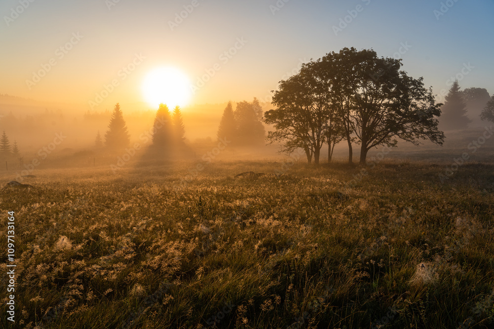 Fototapeta premium Sunrise shining through the fog and trees. Landscape colored orange by the sunrise