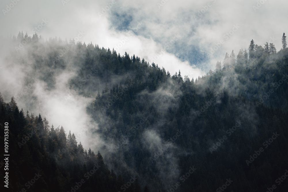 A misty mountain forest after the rain A misty mountain forest after the rain