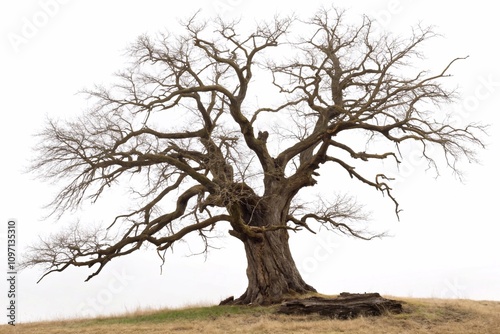 leafless old spooky tree isolated on white background