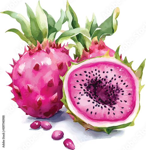 Watercolor vector hand drawn illustration of whole and half of Dragon fruit. With paint splashes.