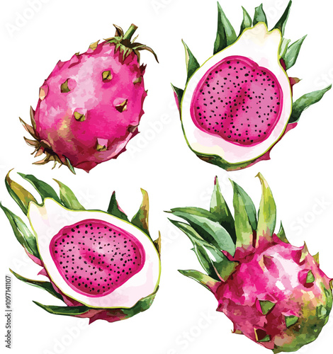 Watercolor vector hand drawn illustration of whole and half of Dragon fruit. With paint splashes.