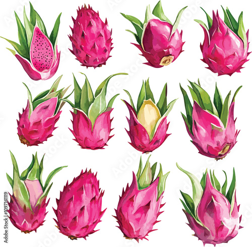 Watercolor vector hand drawn illustration of whole and half of Dragon fruit. With paint splashes.