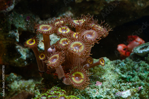 Reef Tank Coral Zoanthus Sonic Flare photo