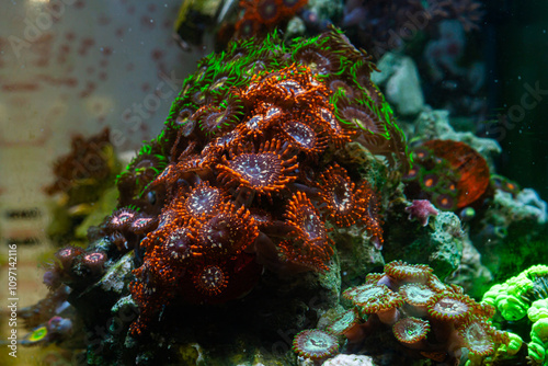 Reef Tank Coral Zoanthus Utter Chaos photo