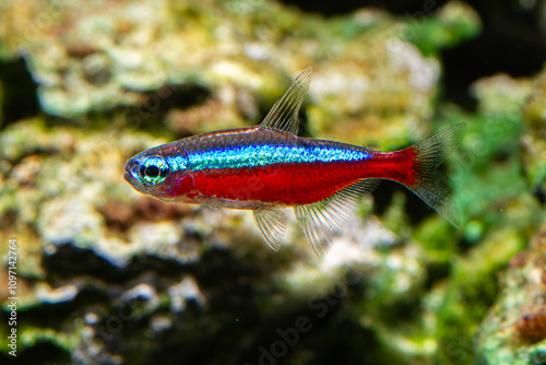Freshwater Tropical Fish Neon Tetra Paracheirodon axelrodi photo