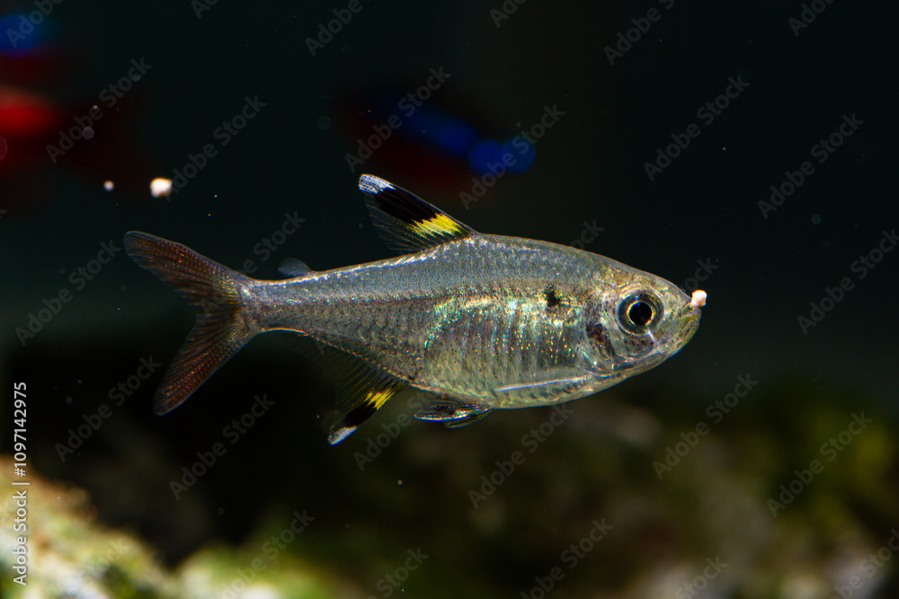 Freshwater Tropical Fish Pristella Tetra Freshwater Tropical Fish Pristella Tetra