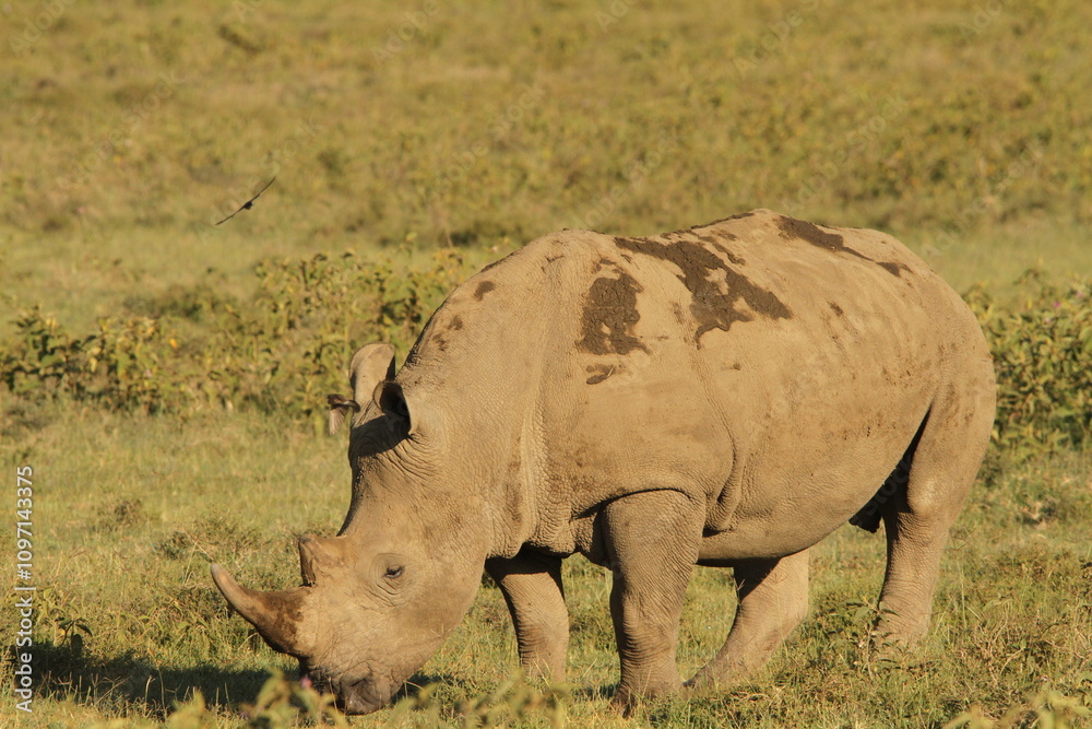 Fototapeta premium white rhino in the wild