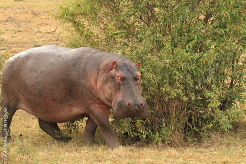 hippopotamus in water