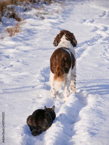 Dog and cat in the snow. Winter landscape with best friends in it. Grey tabby cat and English Springer Spaniel dog. Winter wonderland. Seasonal.