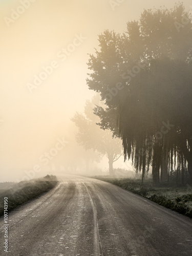 A foggy road winds through the trees early in the morning