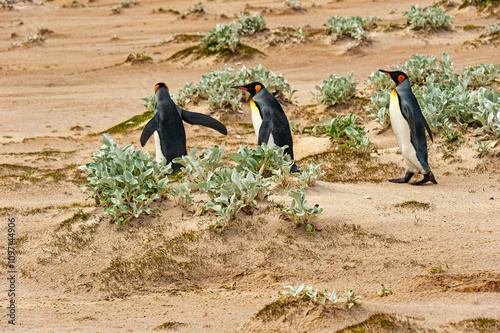 the Falklands are one of the best places in the world to view penguins in their natural environment