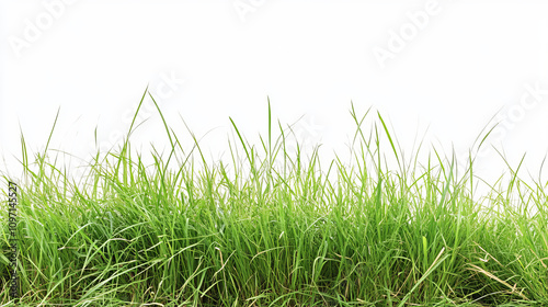 Green grass field, isolated on white background4