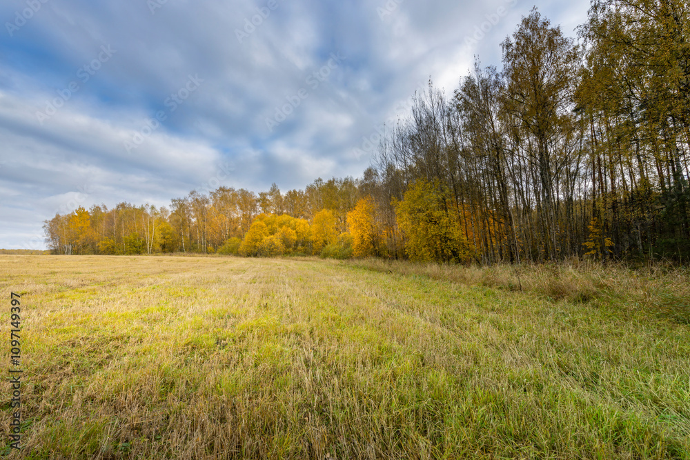A field of grass with trees in the background A field of grass with trees in the background