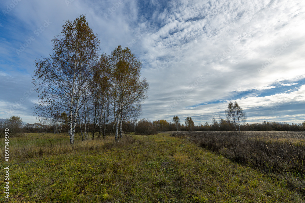 A field with trees and grass, and a cloudy sky A field with trees and grass, and a cloudy sky