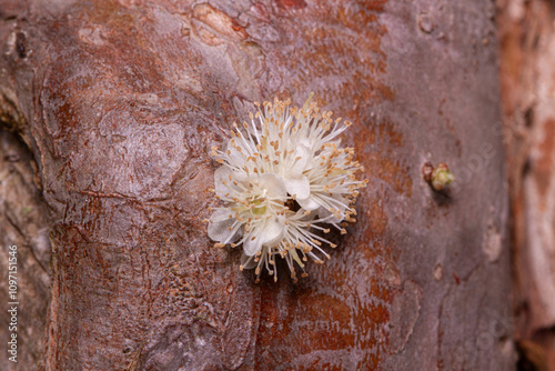 Jabuticabeira Flower Plinia cauliflora tree trunk photo