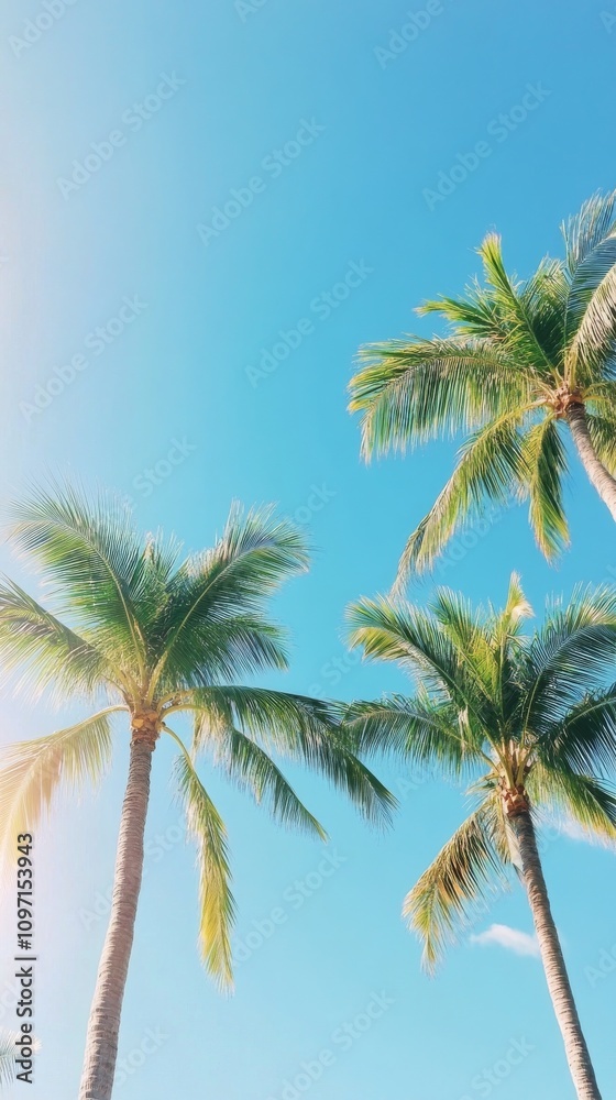 Palm trees sway gently against a bright blue sky on a sunny day in a tropical location Palm trees sway gently against a bright blue sky on a sunny day in a tropical location
