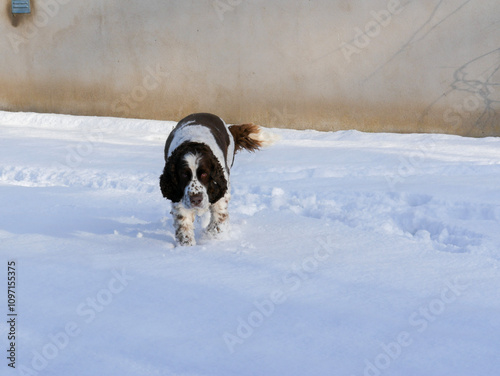 Portrait of a dog in the snow. English springer spaniel in winter landscape. Cute pet portrait. Winter wonderland. Seasonal picture.