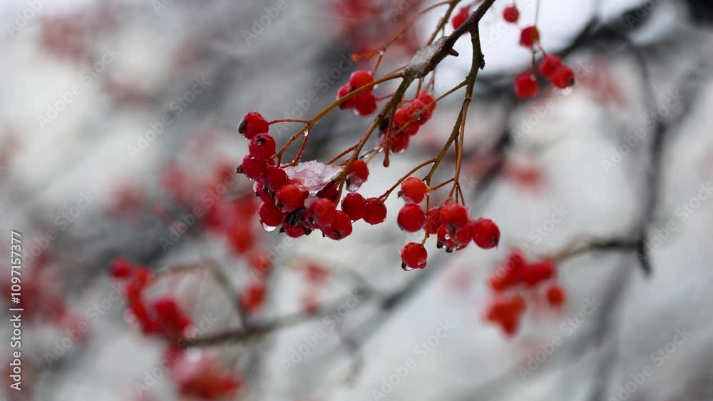 red rowan sways in the wind, covered with snow in winter red rowan sways in the wind, covered with snow in winter