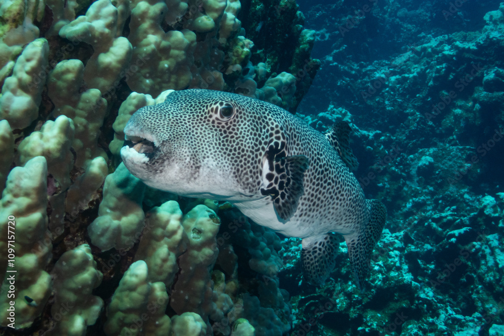 Stellate pufferfish in Red Sea near Marsa Alam, Egypt Stellate pufferfish in Red Sea near Marsa Alam, Egypt