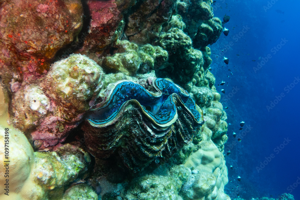 Giant clam - critically endangered in Red Sea near Marsa Alam, Egypt
