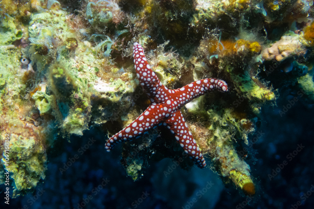 Unusual four-pointed ghardaqa sea star in Red Sea near Marsa Alam, Egypt Unusual four-pointed ghardaqa sea star in Red Sea near Marsa Alam, Egypt