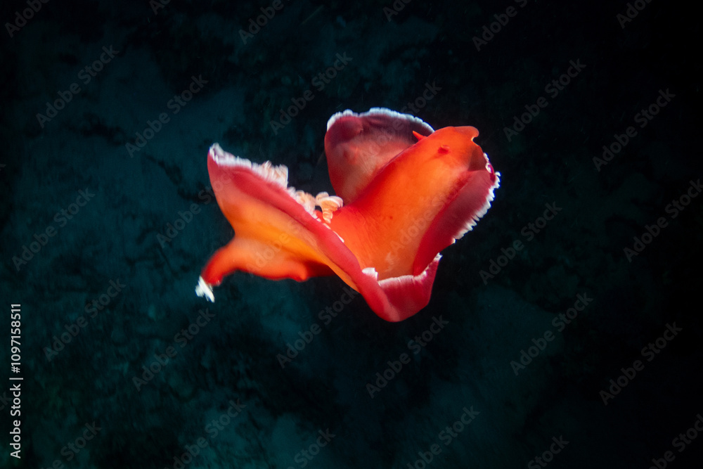 Spanish dancer - sea slug in Red Sea near Marsa Alam by night, Egypt