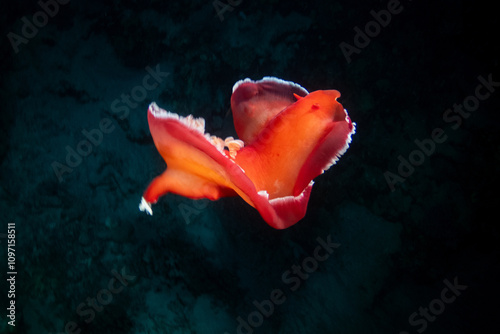 Obraz na płótnie Spanish dancer - sea slug in Red Sea near Marsa Alam by night, Egypt w salonie