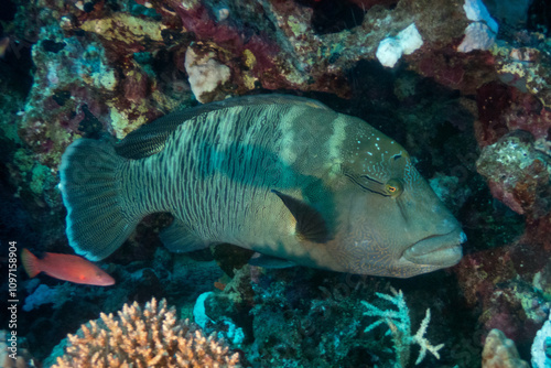 Humphead wrasse in Red Sea near Marsa Alam, Egypt