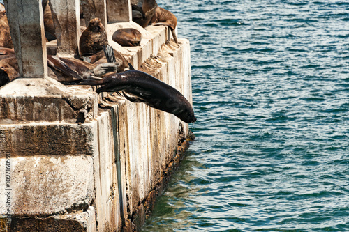 Old Valparaiso pier (Muelle Barron) built in 1910, now turned into a pedestrian boardwalk. Pier abandoned structures are occupied by sea lions and birds colonies.