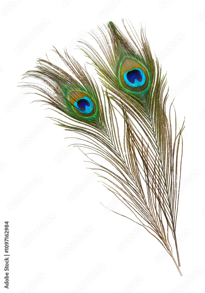 Fototapeta premium Two beautiful peacock feathers isolated on white