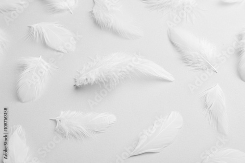 Beautiful fluffy feathers on light grey background, closeup