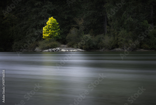 Tree hilighted on a lake