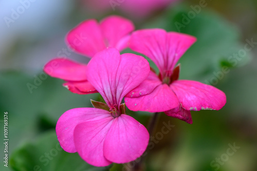 Brilliant pink geranium blooms flourish under soft sunlight in a tranquil garden setting