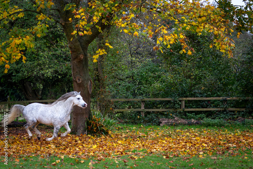 Section A Welsh cob stallion running through the leaves, Image shows a white grey dapple stallion running through the golden fallen autumn leaves in his paddock on a small farm in Surrey