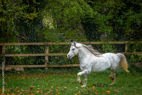 Section A Welsh cob stallion in his large paddock, Image shows the white grey dapple stallion in his field on a wet day